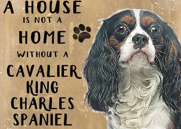 A house is not a home without a Cavalier King Charles Spaniel