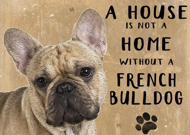 A House is not a home without a French Bulldog