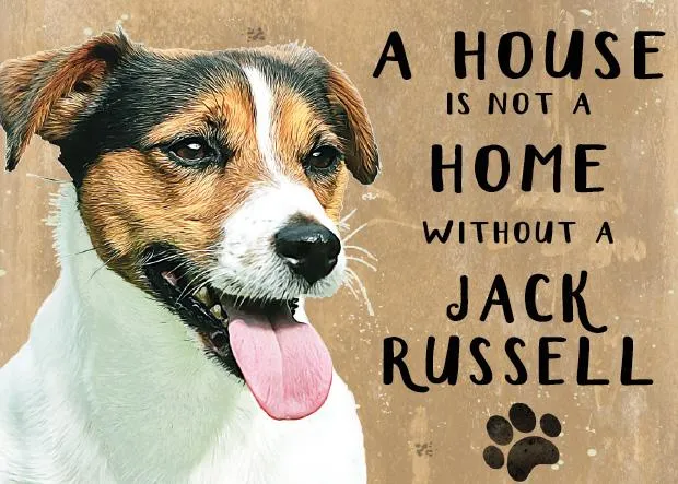 A House is not a Home without a Jack Russell