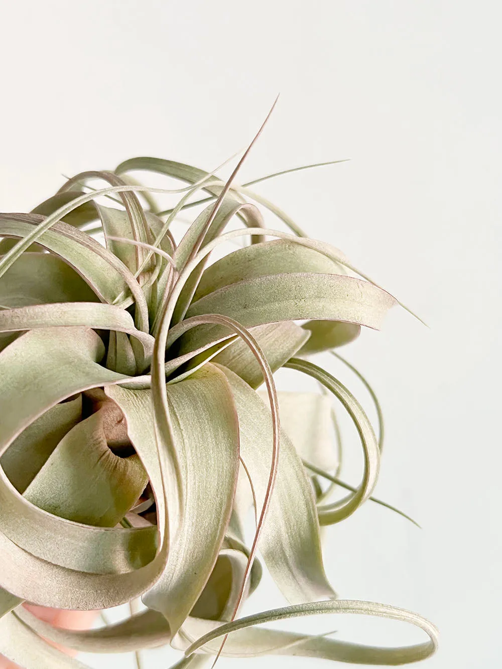 Tillandsia Xerographica