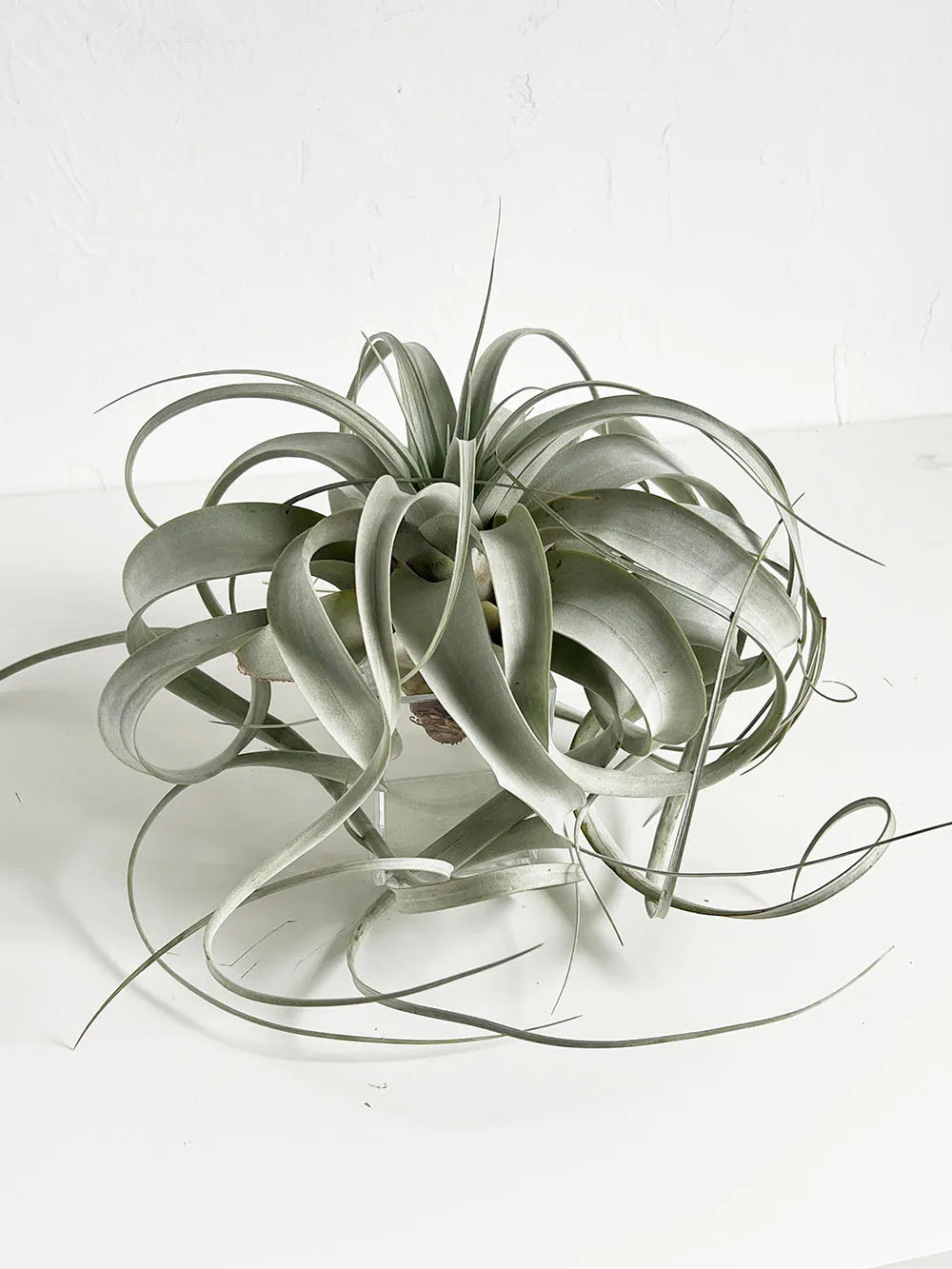 Tillandsia Xerographica