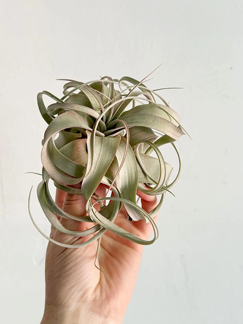 Tillandsia Xerographica