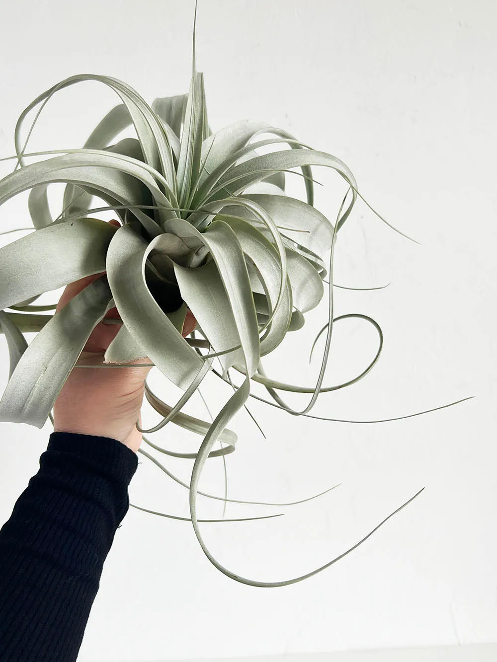 Tillandsia Xerographica