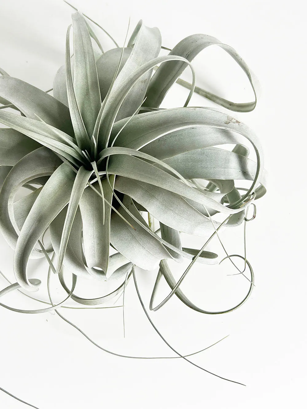 Tillandsia Xerographica